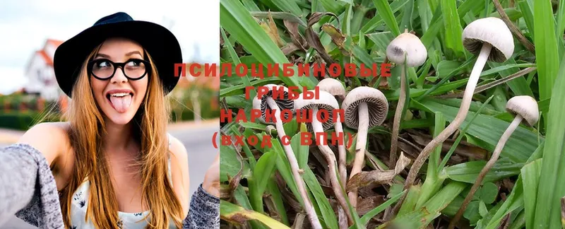 купить  сайты  Покачи  Галлюциногенные грибы Psilocybe 